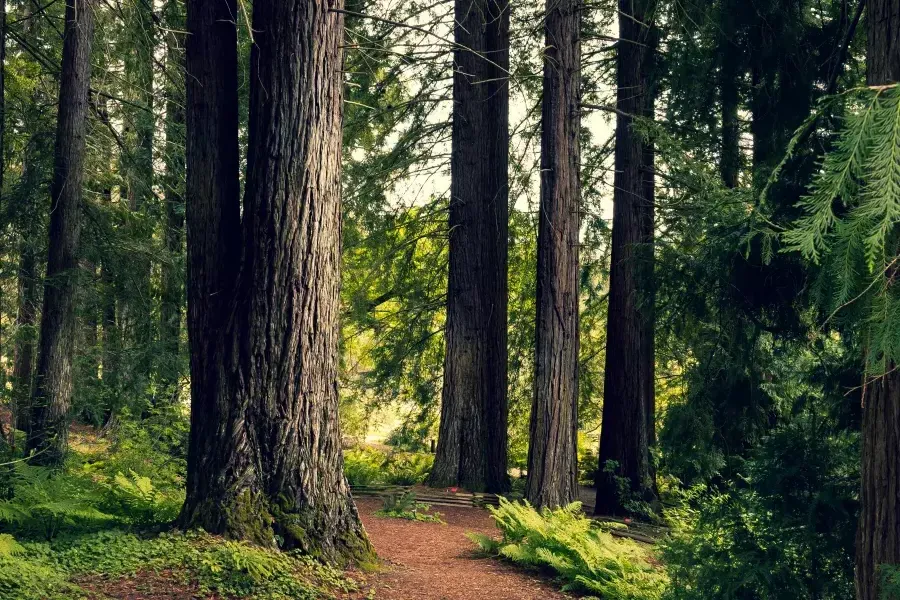 A tranquil place in the Berkeley hills.